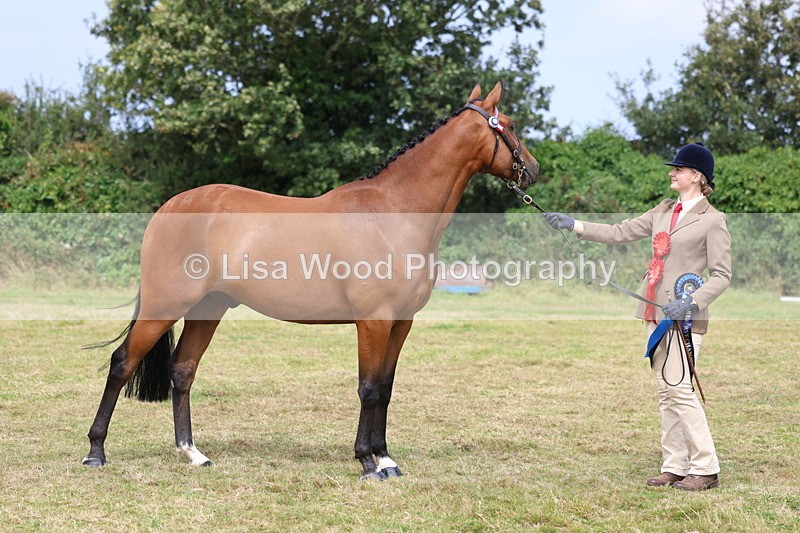 3E7A5716 - In Hand Championship