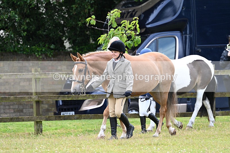 WJ7_6513 - Class 5 Handsome Gelding in hand