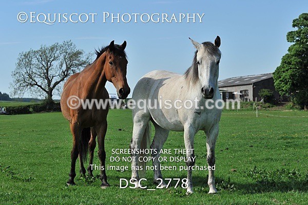 DSC_2778 - ARCHIVE REQUEST - Quincy and Guinness