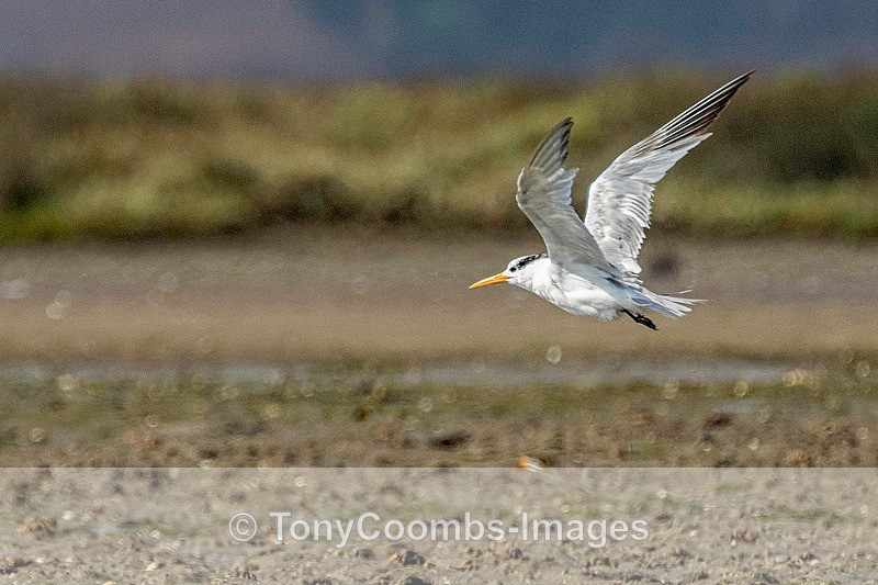 Lesser-crested Tern - Morocco