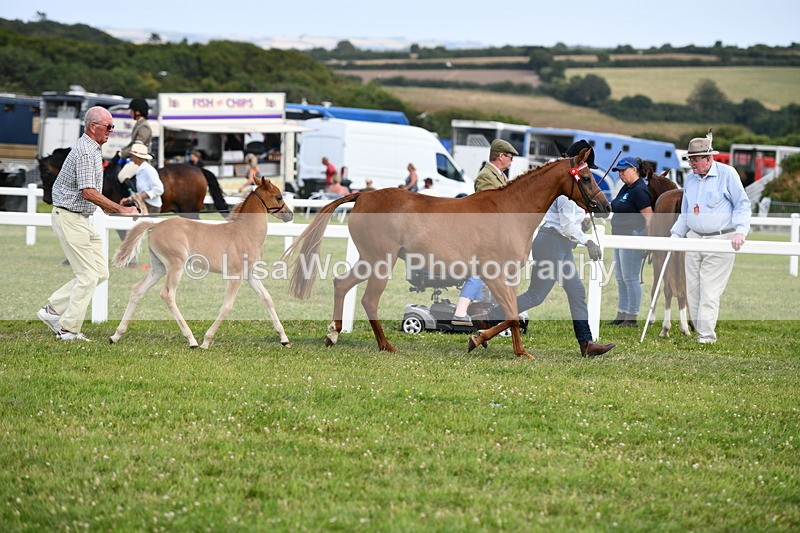 DSC_8462 - Class 69: Pure, Anglo & Part Bred In Hand Arab