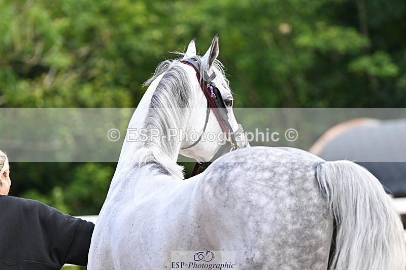 240718A-105236-00903 - Trot Up 11am to 12pm