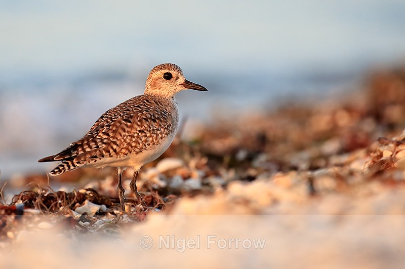 Grey Plover on Sanibel Island, Florida - Black-bellied Plover