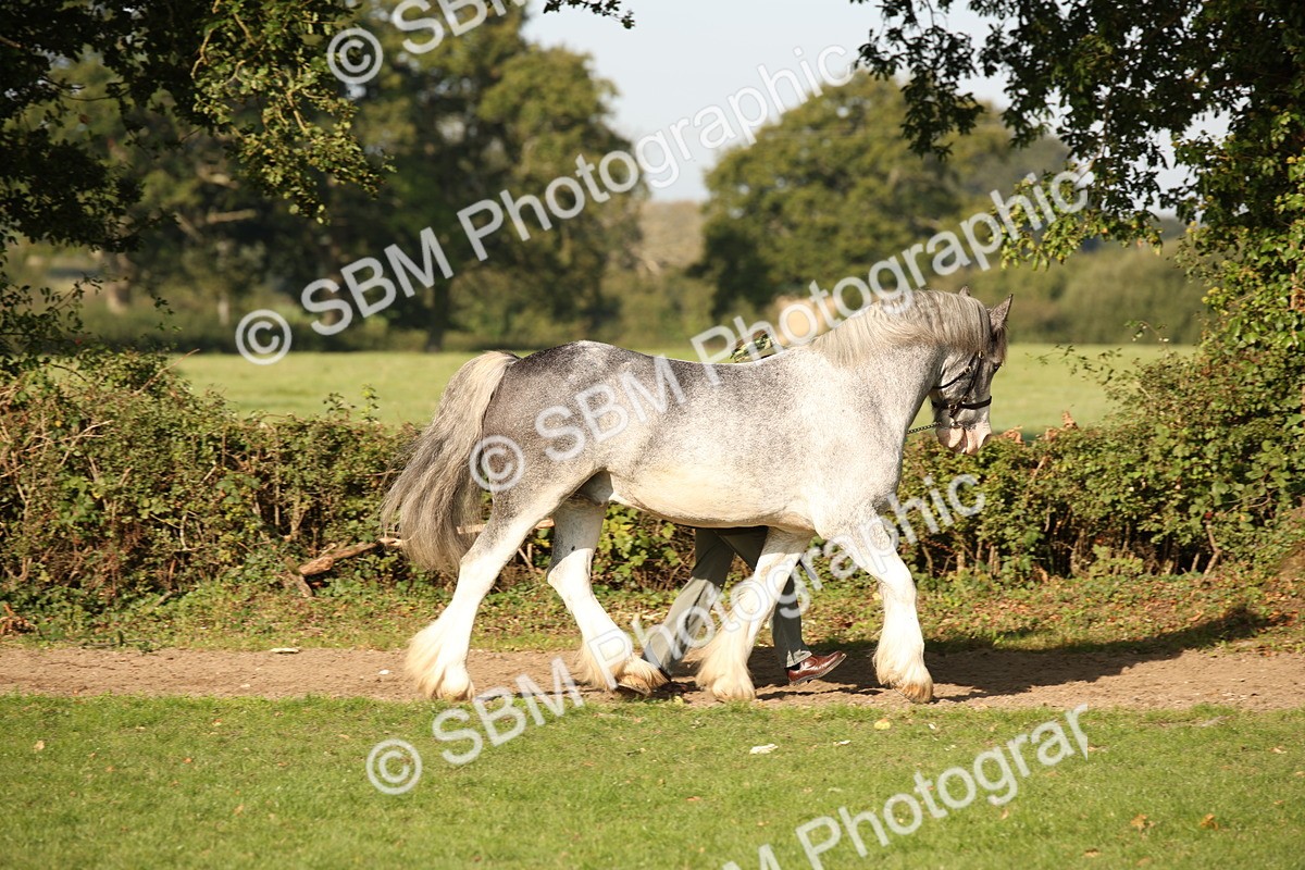 SBM_59349 - S52 - Other Coloured Horse In Hand