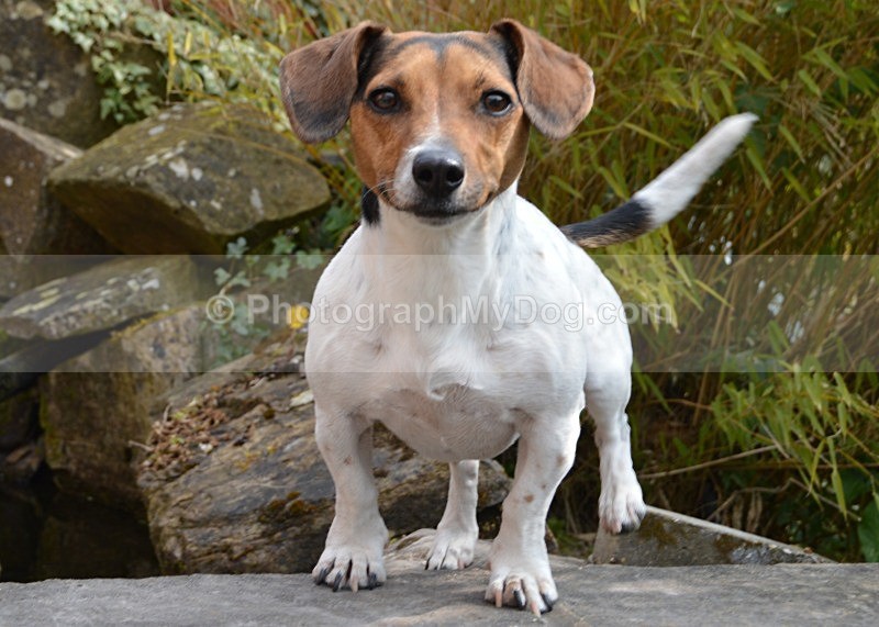  - Jack Russell Terriers