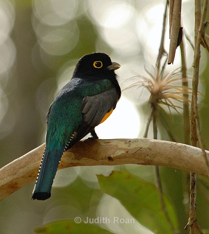 Violaceous Trogon male - Birds from Belize and Guatemala