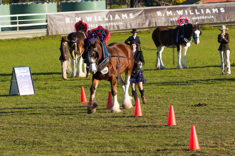 Long reining 1. 0A3A8326 - 2025 Senic Rim Clydesdale Spectacular