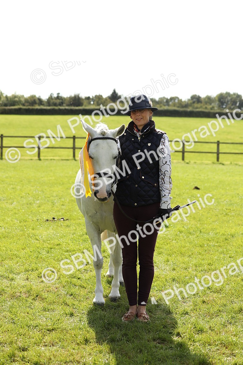 SBM_65625 - S48 - Show Pony & Show Hunter Pony In Hand