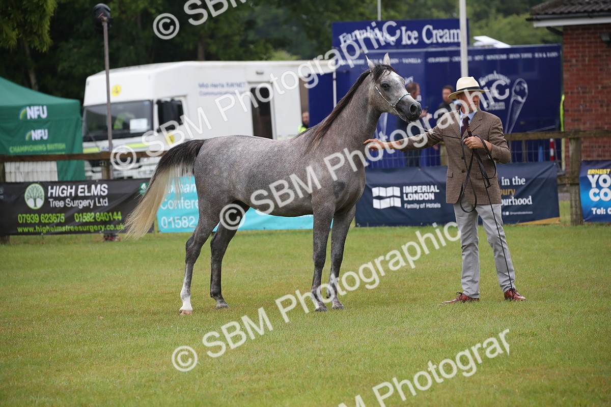 SBM_00002 - Class 17-20 - Arab & Part Bred - Anglo Arab In Hand