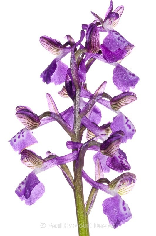  - WB: Orchids - Orchis