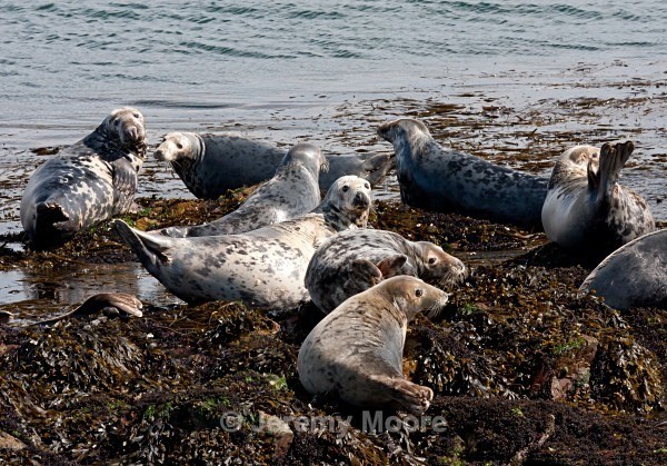 w2 - Welsh Wildlife p/c catalogue