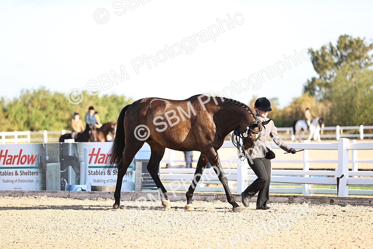 SBM_08311 - Class 401 - IH Veteran Horse