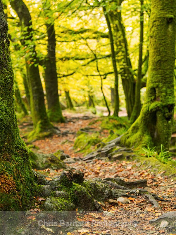 LH0A7957 - Golitha Falls