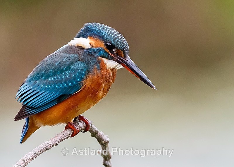 Astland Photography, Bird and Wildlife Images, Susan and Peter Wilson, U.K.