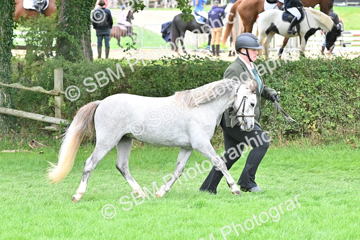 SBM_61011 - S48 - Mountain & Moorland In Hand Small Breeds