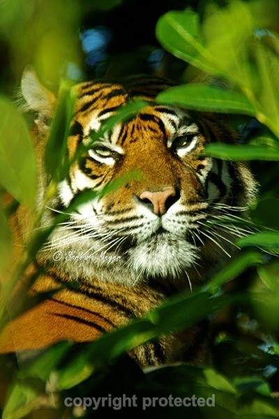 Sumatran Tiger - Kirana (Chester Zoo) - Tigers