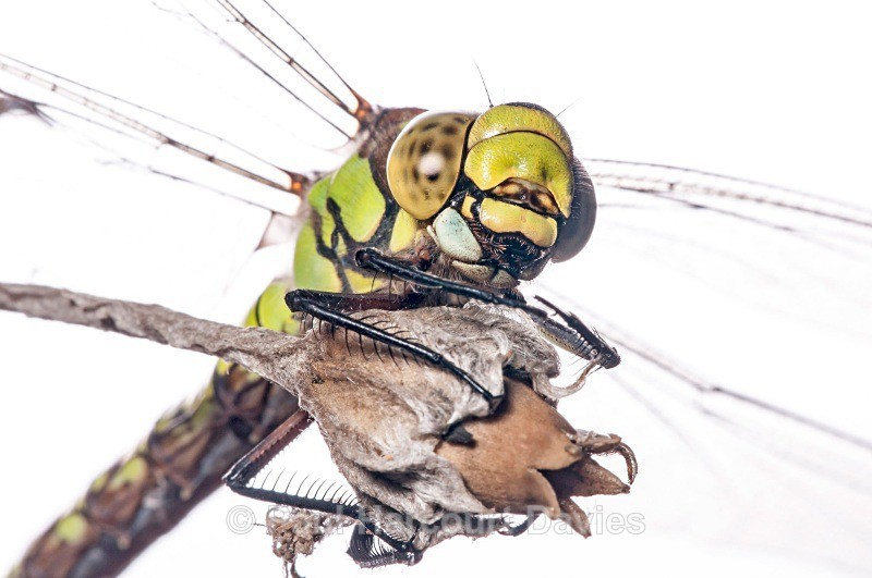 southern hawker (Aeshna cyanea) â - Small Creatures - WB