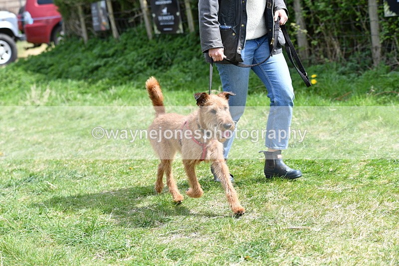 WJ5_0394 - Class 7 Best Terrier