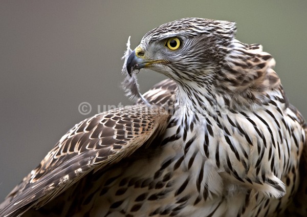 Goshawk 2 - United Kingdom