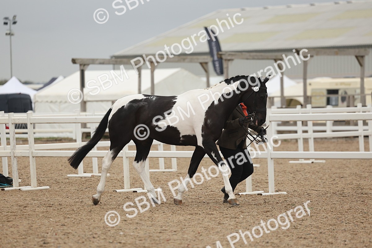 SBM_19769 - Class 318 - IH Part Bred Horse-Pony