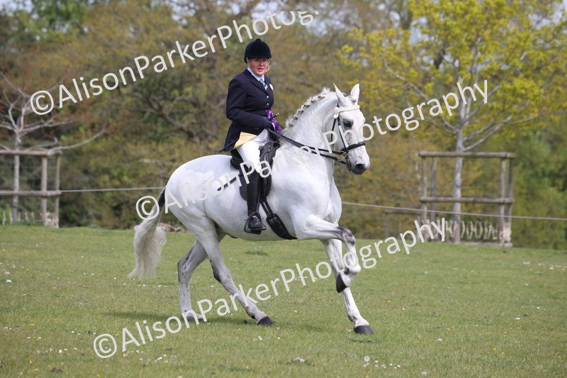 20260426-4461 - Class 34 - Best Riding Horse Over 14.2hh