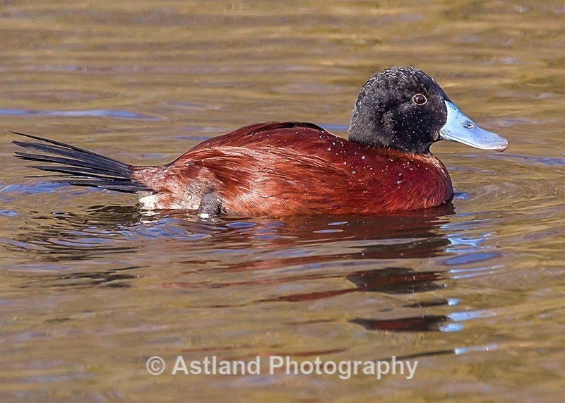 Astland Photography, Bird and Wildlife Images, Susan and Peter Wilson, U.K.