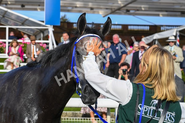 250823-Race 7-Silver Sword-1136 - Race 7 5.15pm Sky Bet Mile Handicap