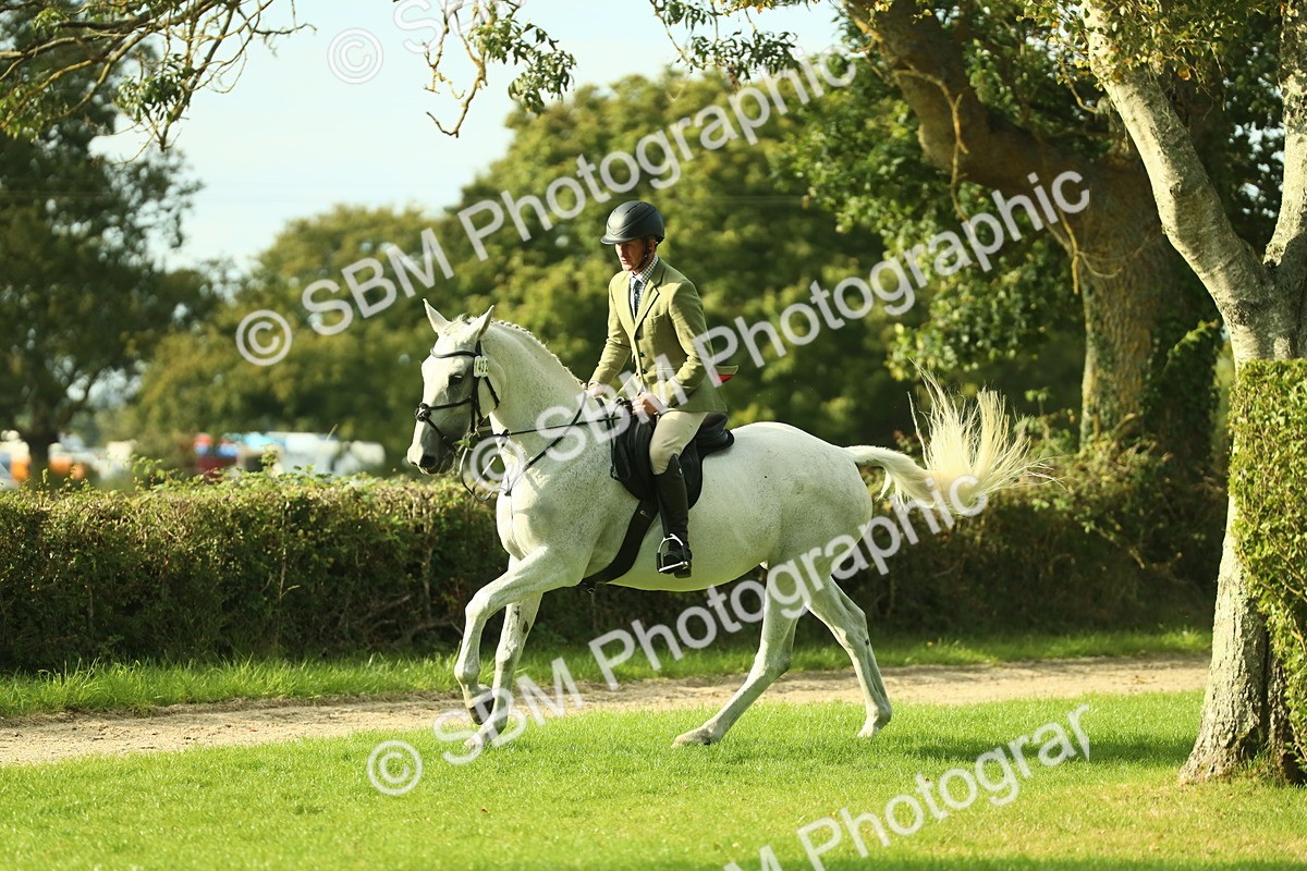 SBM_52137 - S33 - Working Hunter & Working Show Horse