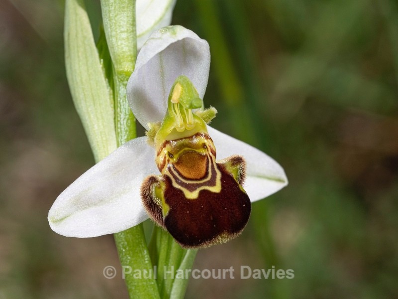 Bee Orchid (Ophrys apifera) an insect mimic and the only one of the genus that is self-pollinated. - Wild Orchids 2021