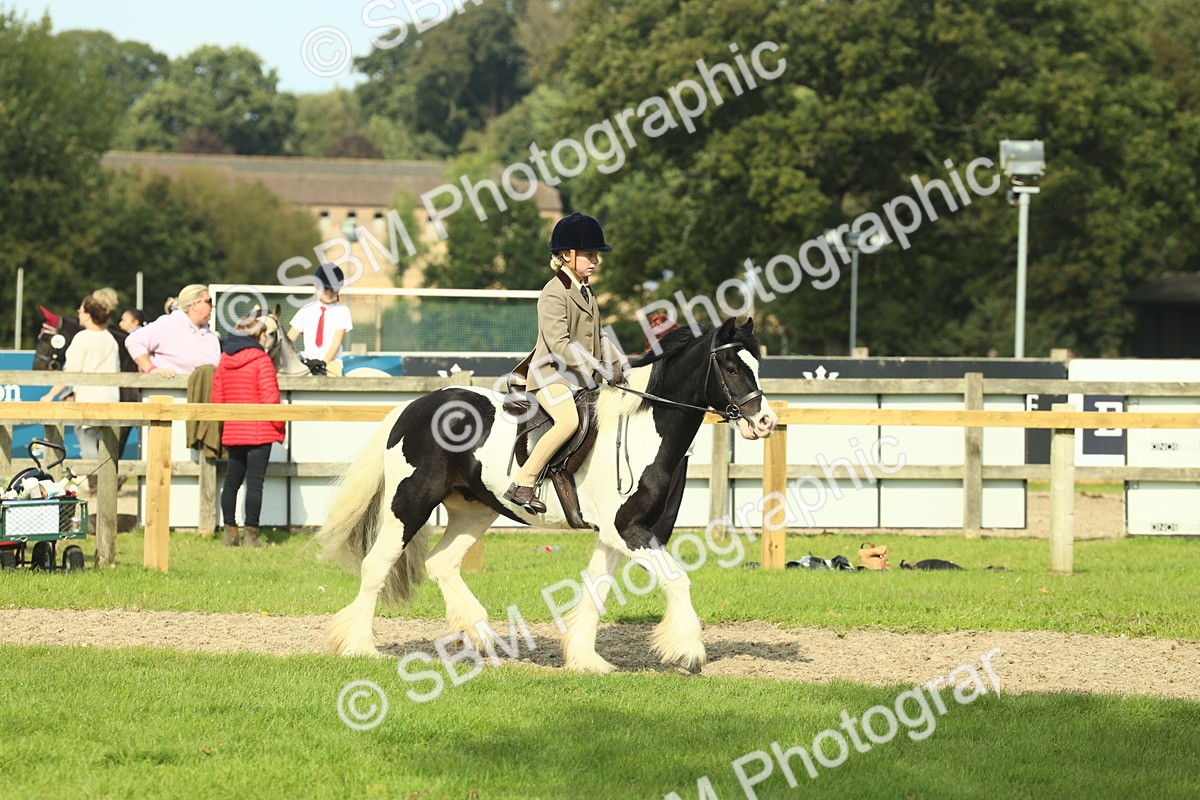 SBM_68896 - S58 - Mini Show Cob Ridden