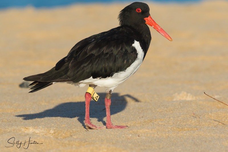 Pied Oyster Catcher 2