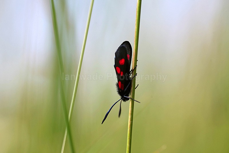 Five Spot Burnet Moth - Zygaena trifolii _ 0123 - Insects & Snails, Great Britain