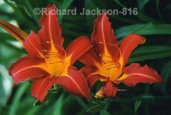Day Lillies - Flowers