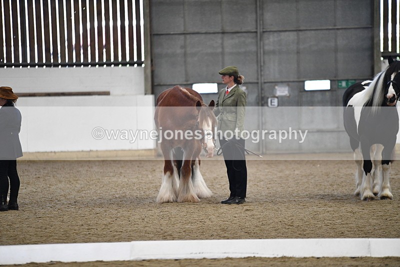 WJ5_5576 - Class 4 In hand M&M - small breeds