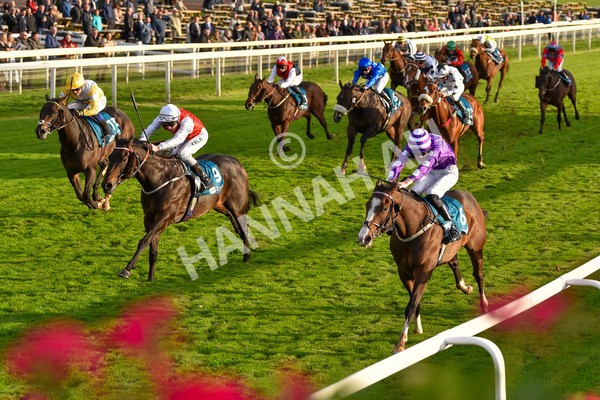 131023-Race 6-Wen Moon-9890 - Race 6 5.00pm Copper Knight - Winning Most Horse At York Handicap
