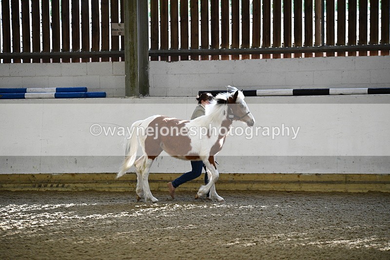 WJ5_3385 - Class 1 Youngstock