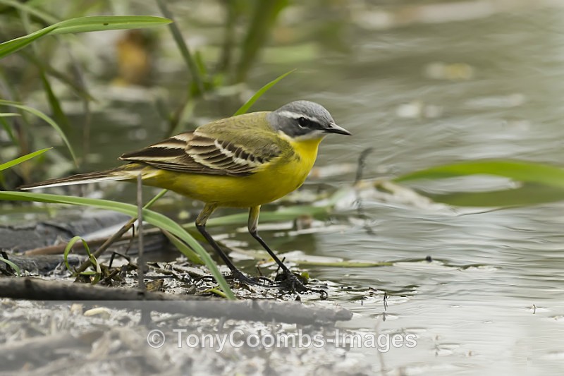 Blue-headed Yellow Wagtail - Egret & Stork Hide
