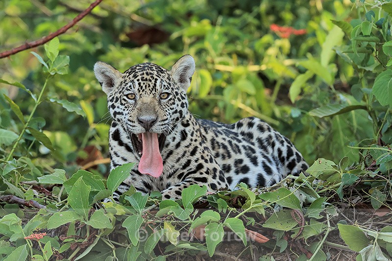 Jaguar cub (female) tongue out, Rio Sao Lourenco, Mato Grosso, Brazil - Jaguar