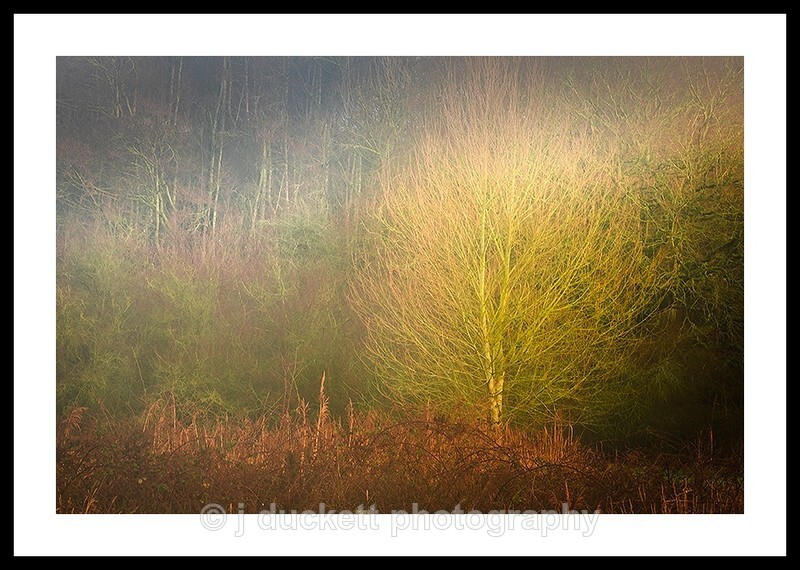 Shard of Light in Woodland