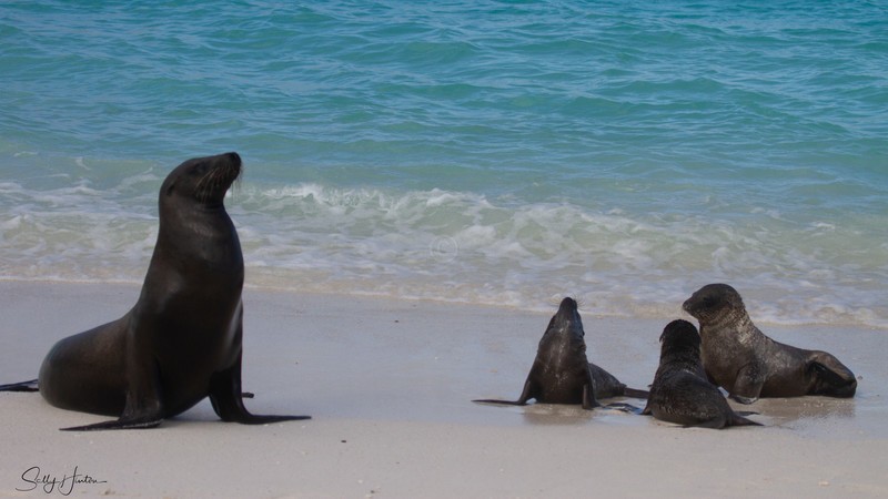 Sealion in charge of pups
