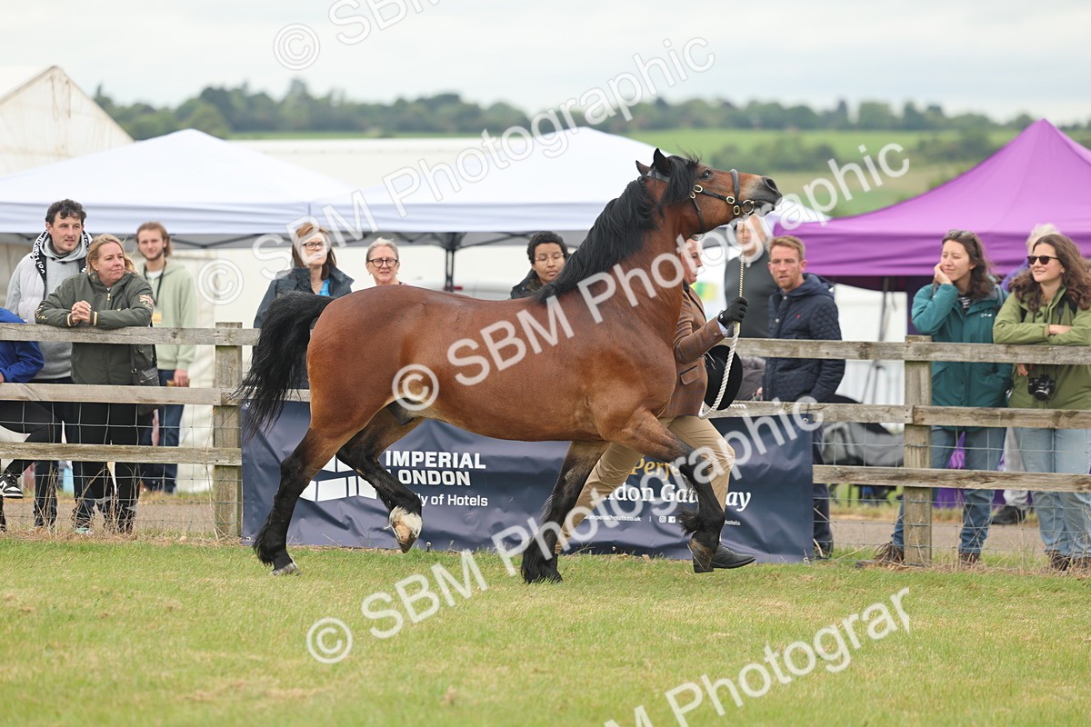 SBM_04889 - Class 50-57 - M&M Welsh Pony In Hand