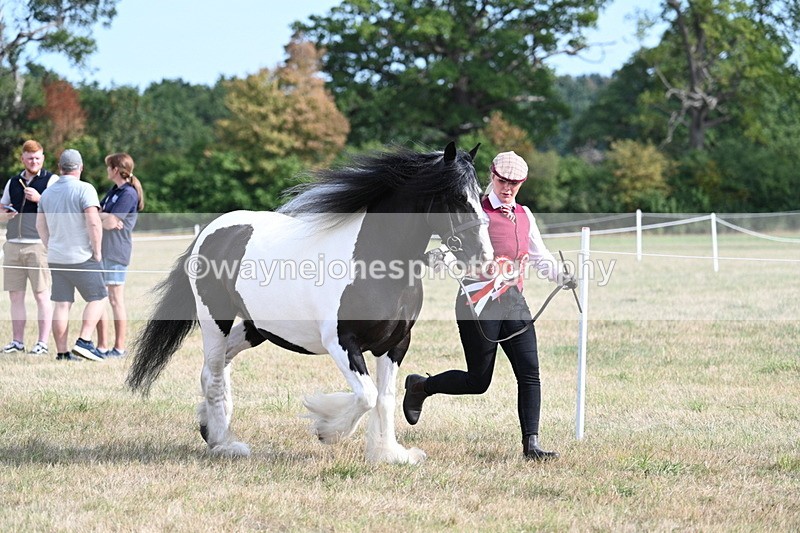 WJ7_8105 - In-hand Championship