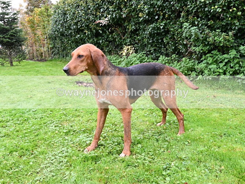 WJ7_6214 - Berks & Bucks - Children's Meet - The Old Farmhouse – Steventon.