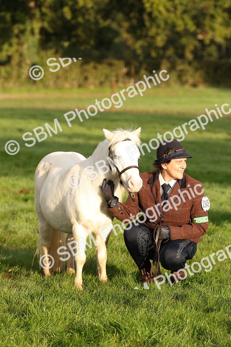 SBM_54449 - S51 - Foreign Breeds In Hand