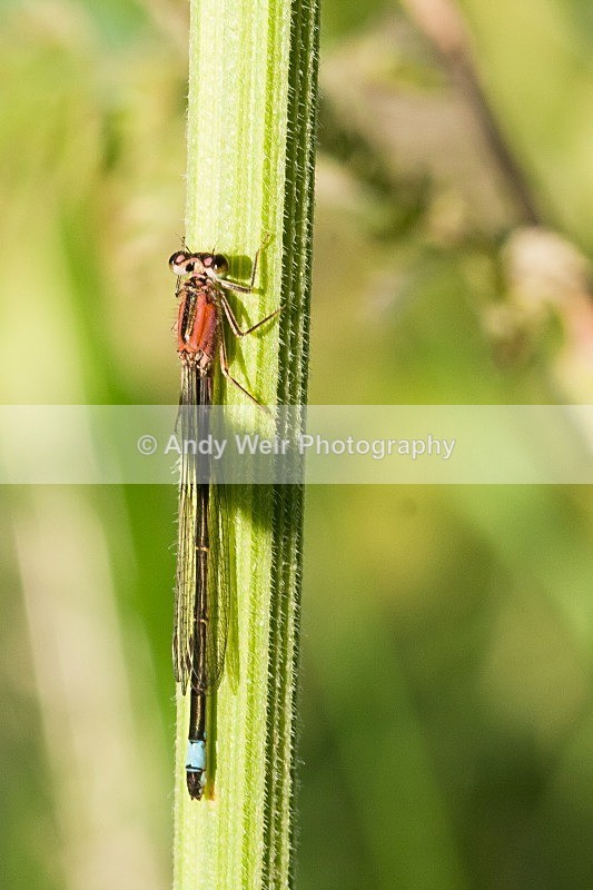 20080623-005 - Dragonflies & Damselflies