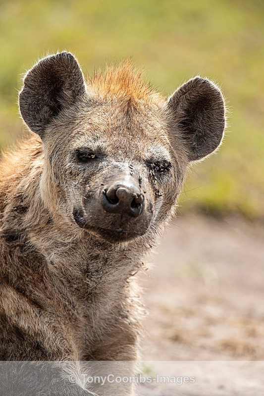 Spotted Hyena - Mara North ~ Other Mammals