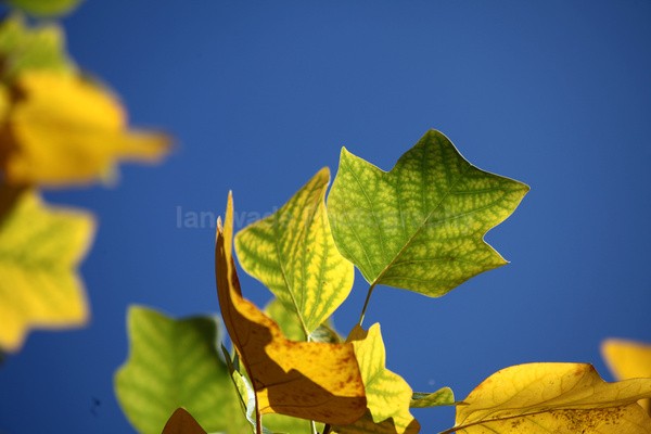 Golden Leafs _77 - Frenchay care home Collection v