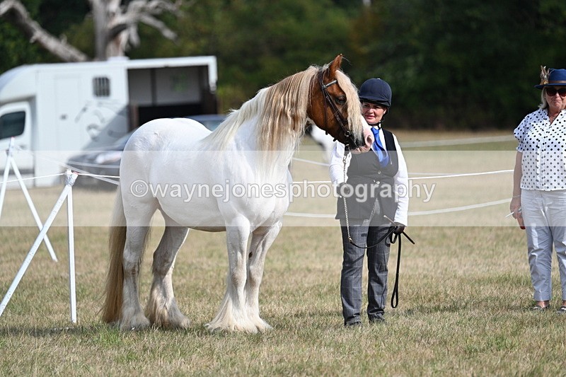 WJ7_8146 - In-hand Championship
