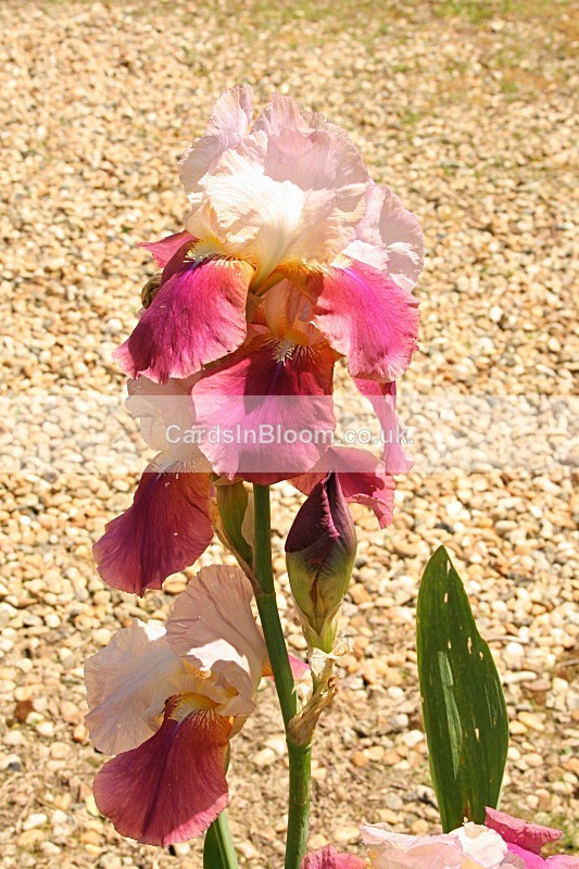 Iris 1081 - IRISES