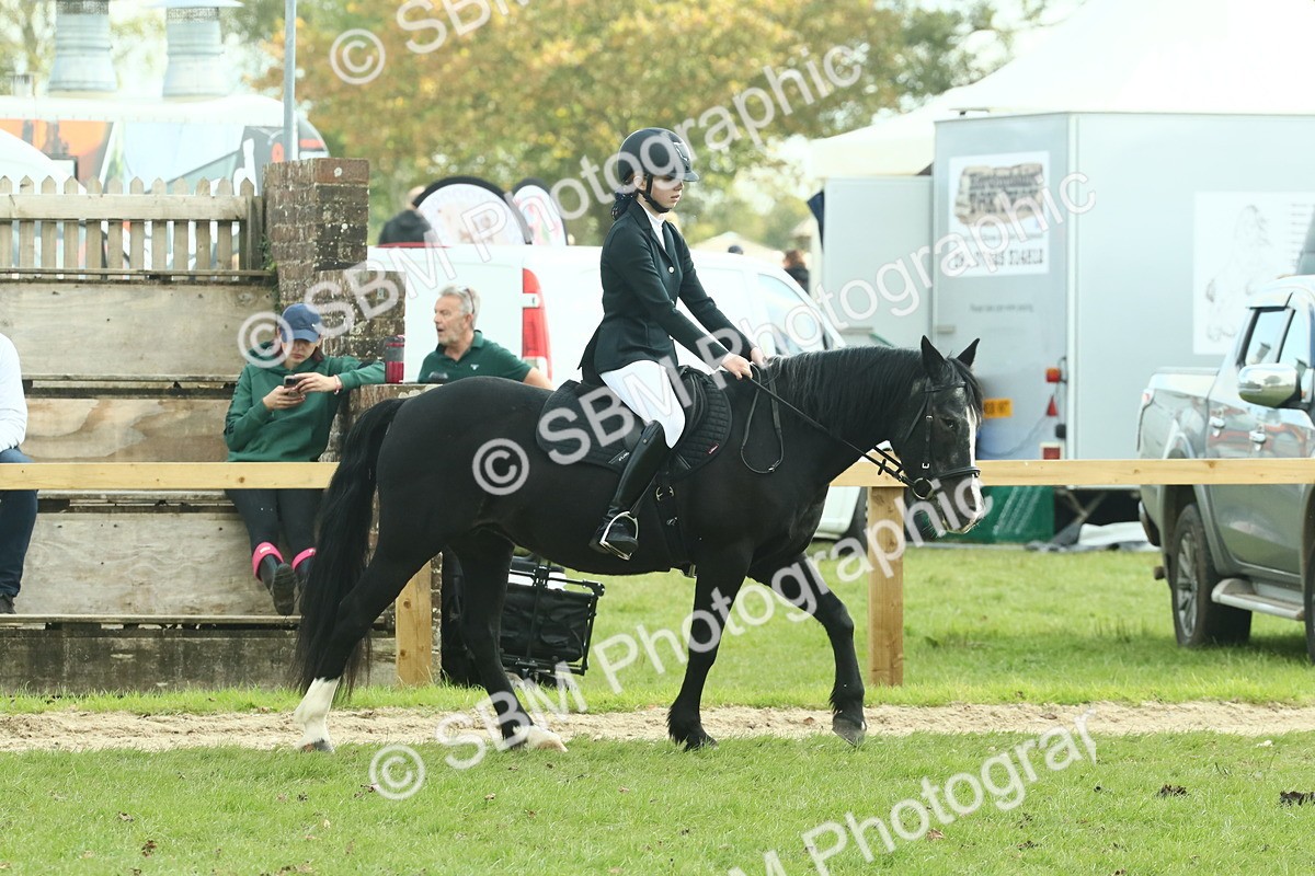 SBM_66399 - S34 - Rehabilitated Rescue Horse & Pony In Hand & Ridden